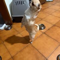Chihuahua