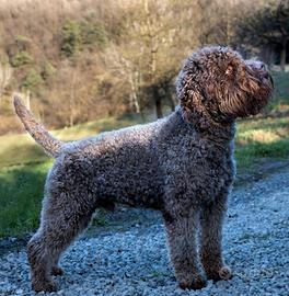 Lagotto romagnolo in adozione