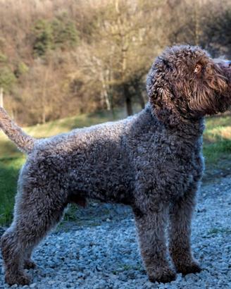 Lagotto romagnolo in adozione