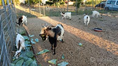 Capre tibetane