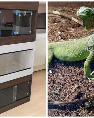 Iguana verde+terrario+lampada+substrato