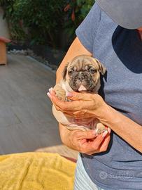 Cuccioli Bulldog Francese