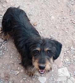 Bassotto tedesco pelo duro