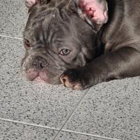 Bulldog francese