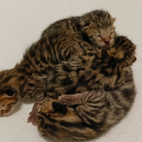 Cuccioli gatto bengala prenotazione cucciolo gatto