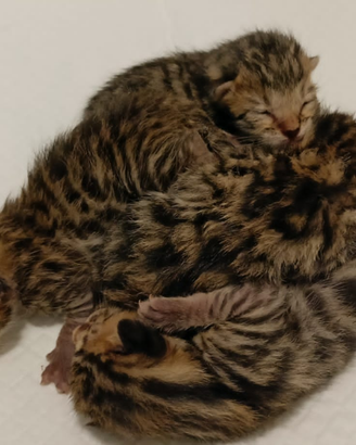 Cuccioli gatto bengala prenotazione cucciolo gatto