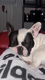 Bulldog Francese