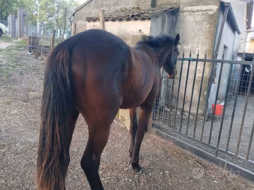 Cavallo STALLONE maremmano/PSI