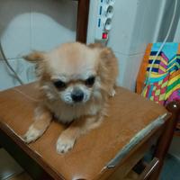 Chihuahua pelo lungo 1 anno