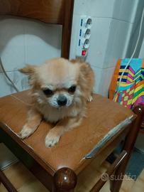 Chihuahua pelo lungo 1 anno