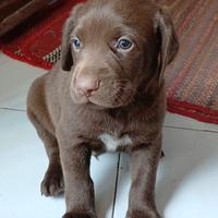 Cuccioli bracco tedesco