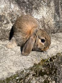 Coniglio Ariete nano