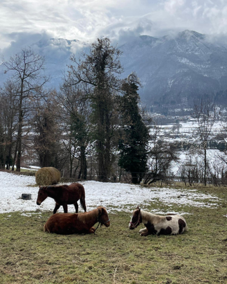 Cavallo