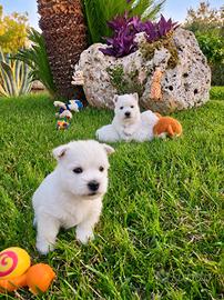 Cuccioli West Highland White Terrier.