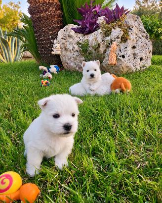 Cuccioli West Highland White Terrier.