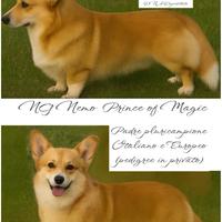 Monta Welsh Corgi Pembroke