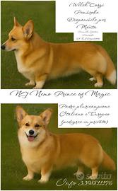 Monta Welsh Corgi Pembroke