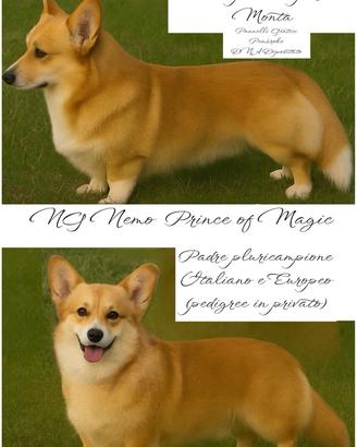 Monta Welsh Corgi Pembroke