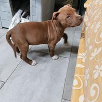 Amstaff