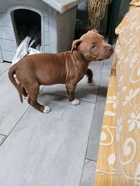 Amstaff