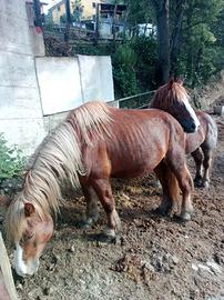 Cavallo