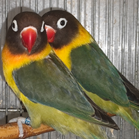 Coppia insep mascherato verde oliva x verde oliva