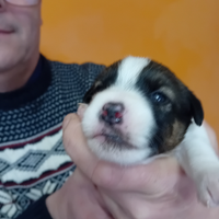 Jack russel ruvido