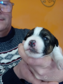 Jack russel ruvido