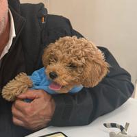 Barboncino toy/nanetto