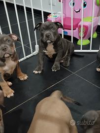 Cuccioli maschi american bully pocket
