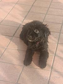 Cuccioli cane incrocio - G. Retriever/Border Coll