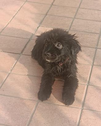 Cuccioli cane incrocio - G. Retriever/Border Coll