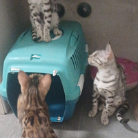 Ultime 2 Stupende Cucciole Gatte bengala silver