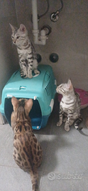 Ultime 2 Stupende Cucciole Gatte bengala silver