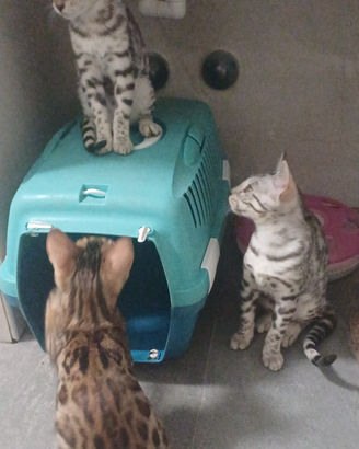 Ultime 2 Stupende Cucciole Gatte bengala silver