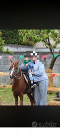 pony castrone 