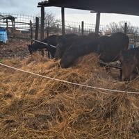 Puledri maremmani di 9 mesi