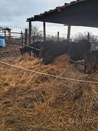 Puledri maremmani di 9 mesi