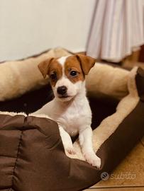 Puppy di Jack russell terrier zampa corta