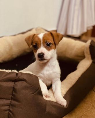 Puppy di Jack russell terrier zampa corta