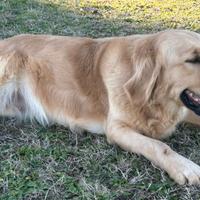 Cuccioli Golden Retriever