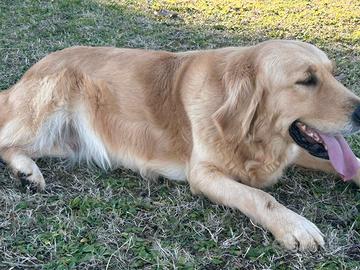 Cuccioli Golden Retriever