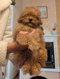 Disponibili cuccioli di Barboncino albicocca