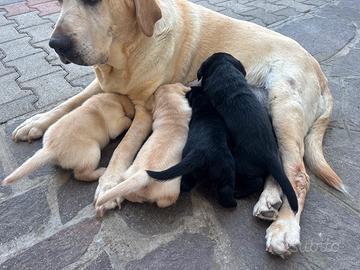 Cuccioli Labrador con pedigree