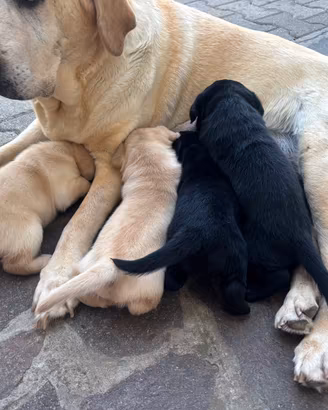 Cuccioli Labrador con pedigree