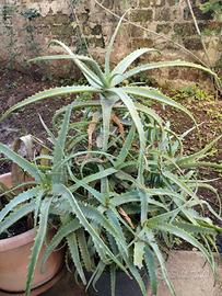 Piante Aloe Arborescens più di 4 anni