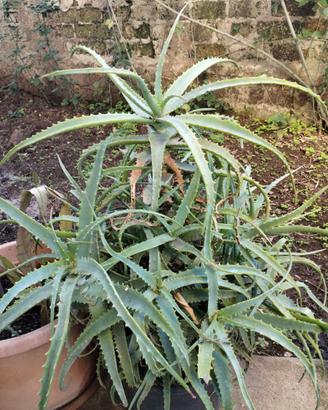 Piante Aloe Arborescens più di 4 anni