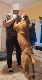 Bullmastiff accoppiamento