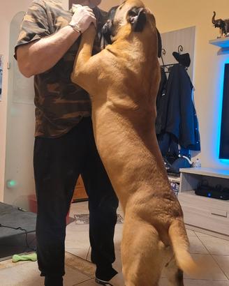 Bullmastiff accoppiamento