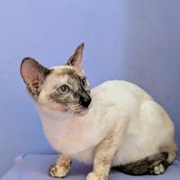 Disponibili maschio e femmina rara razza Peterbald